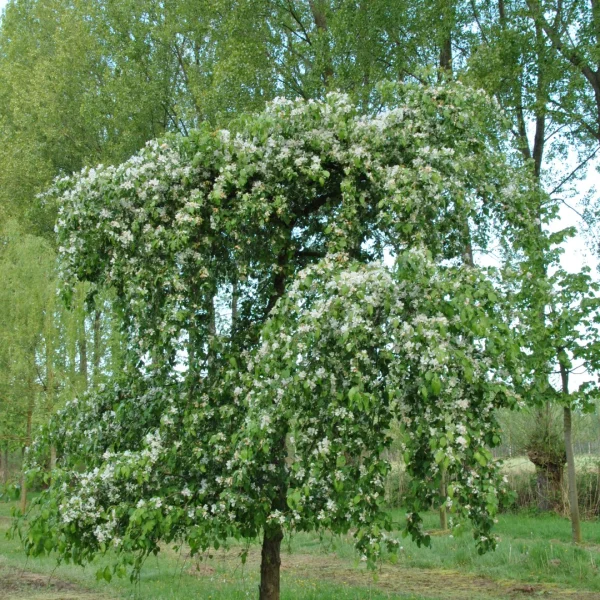 Malus 'Red Jade' – Treurende sierappel (cv)
