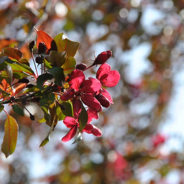 Malus 'Royalty' – Sierappel (cv)
