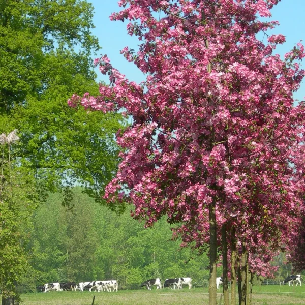 Malus 'Rudolph' – Sierappel (cv)