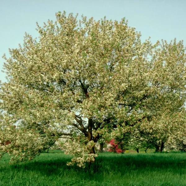 Malus 'Snowdrift' – Sierappel (cv)