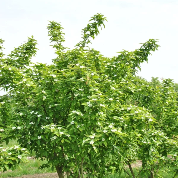 Mespilus germanica 'Westerveld' – Mispel (cv)