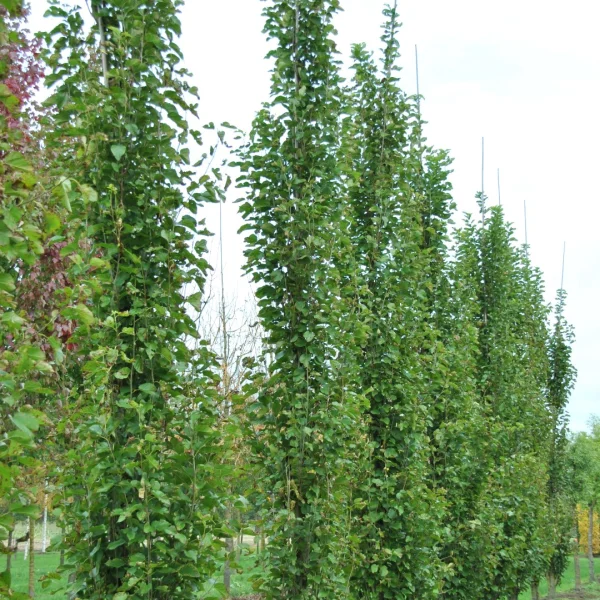Morus alba 'Pyramidalis' – Witte moerbei (cv)