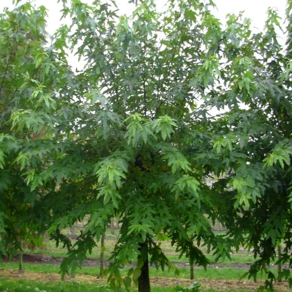 Morus digitata – Moerbei (cv)