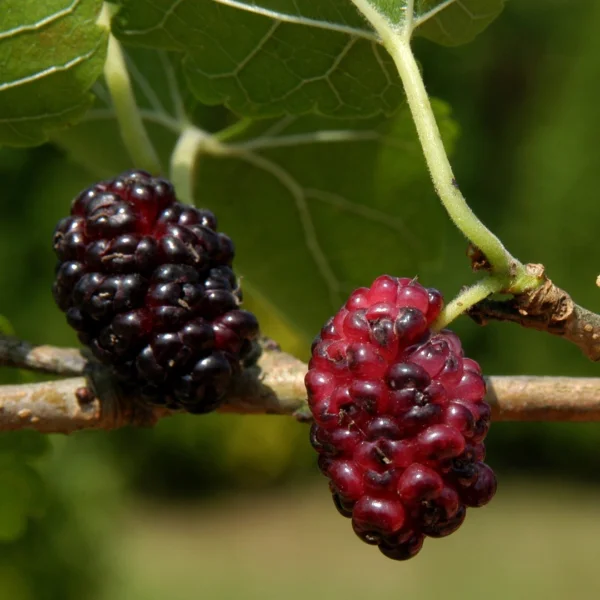 Morus nigra – Zwarte moerbei