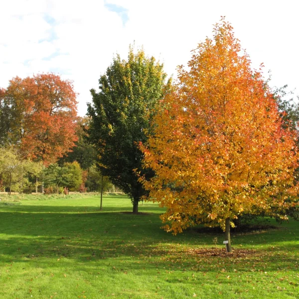 Nyssa sylvatica 'Wisley Bonfire' – Zwarte tupeloboom (cv)