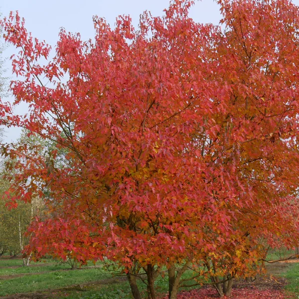 Acer tataricum subsp. ginnala – Amoer esdoorn, Chinese esdoorn