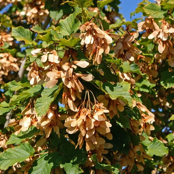 Acer tataricum HOT WINGS ('Garann') – Tataarse esdoorn (cv)