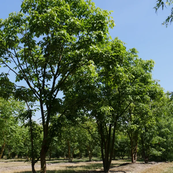 Acer triflorum – Driebloemige esdoorn