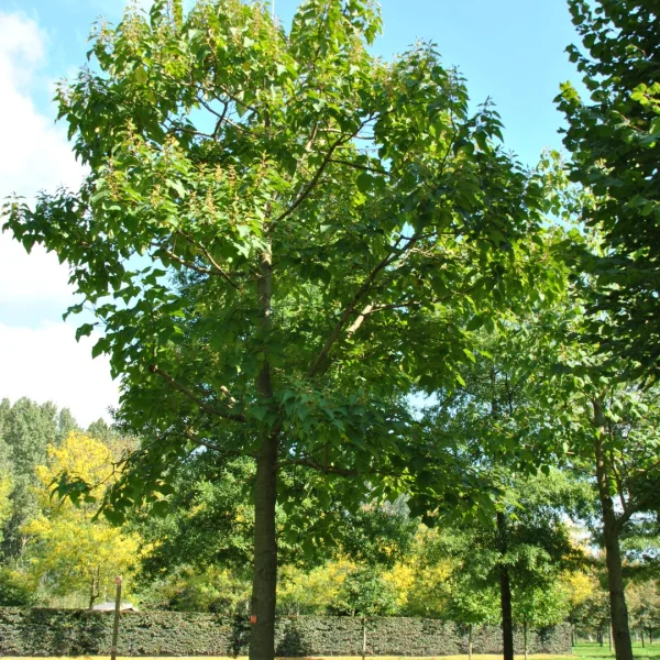 Paulownia elongata – Anna Paulowna boom