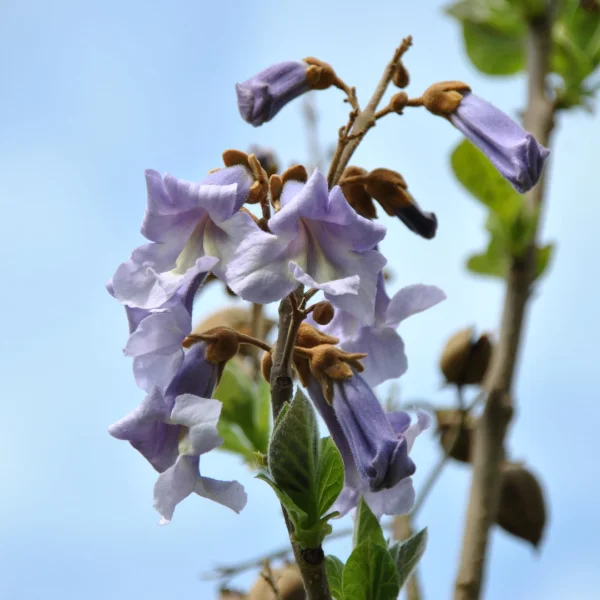 Paulownia tomentosa – Anna Paulowna boom