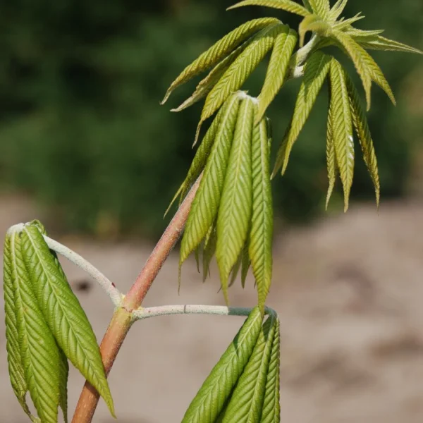 Aesculus ×arnoldiana – Paardenkastanje (cv)
