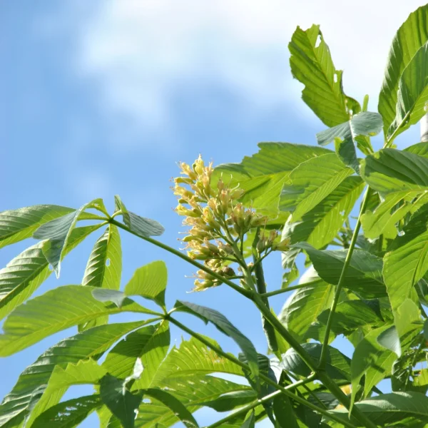 Aesculus 'Autumn Splendor' – Paardenkastanje (cv)