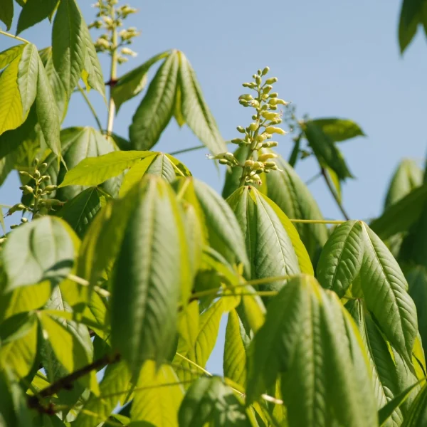 Aesculus ×bushii – Paardenkastanje (cv)