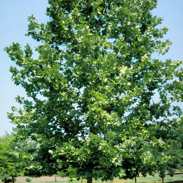 Platanus ×hispanica 'Bloodgood' – Roodbladige plataan (cv)
