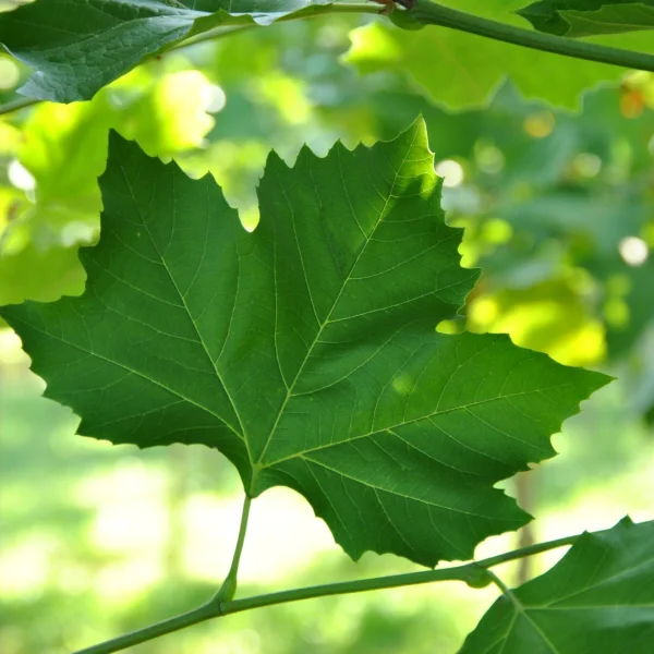 Platanus ×hispanica 'Louisa Lead' – Plataan (cv)