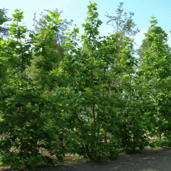 Platanus ×hispanica 'Liberty' – Plataan (cv)