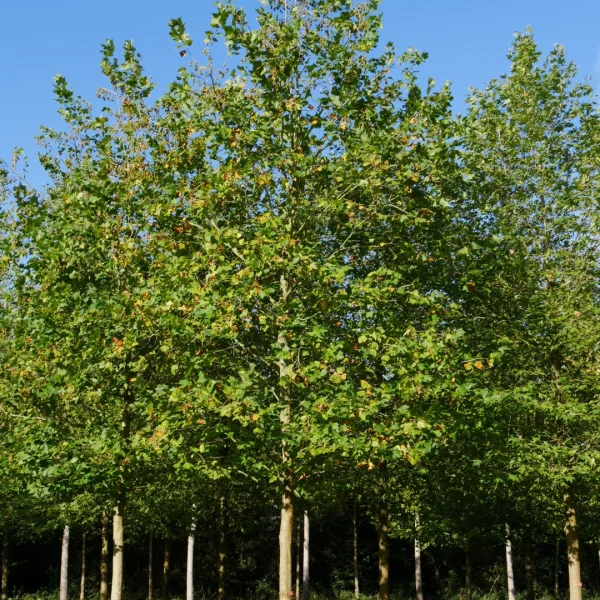 Platanus ×hispanica 'Mr X' – Plataan (cv)