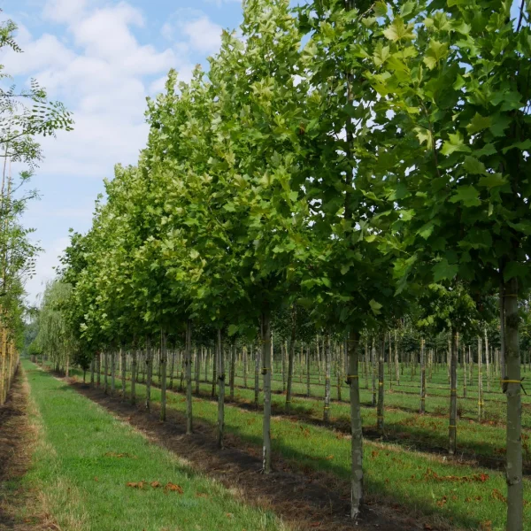 Platanus ×hispanica 'Tremonia' – Plataan (cv)