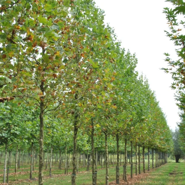 Platanus ×hispanica  TREEVOLUTION® ('Woodside Column') – Plataan