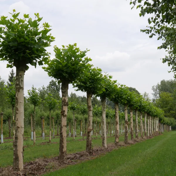 Platanus orientalis – Oosterse plataan