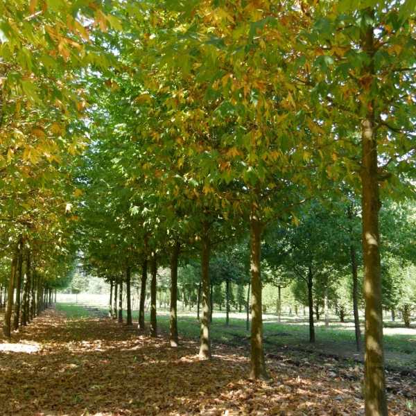 Platanus orientalis var. cuneata – Oosterse plataan (v)