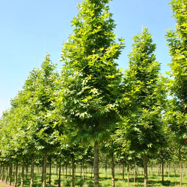 Platanus orientalis 'Minaret' – Oosterse plataan (cv)
