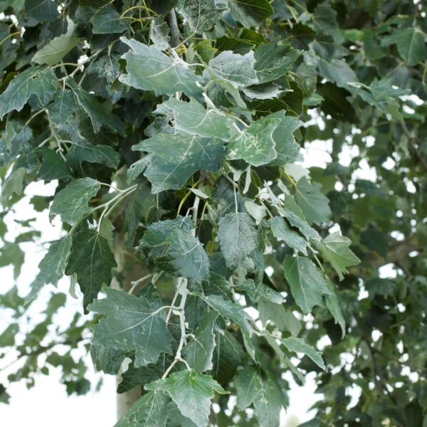 Populus alba 'Raket' – Witte abeel (cv)