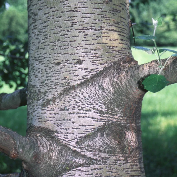 Populus ×canescens 'Enniger' – Grauwe abeel (cv)