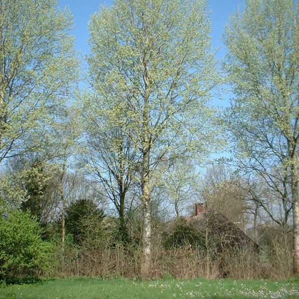 Populus ×canescens 'Schubu' – Grauwe abeel (cv)