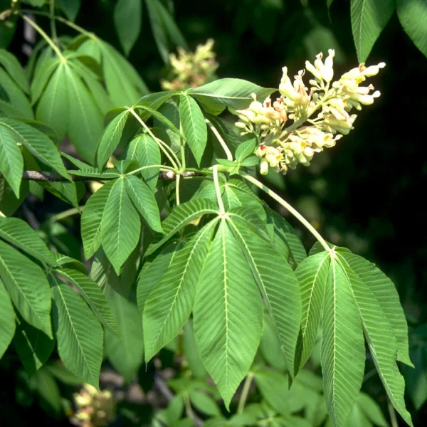 Aesculus flava – Amerikaanse paardenkastanje, Gele pavia