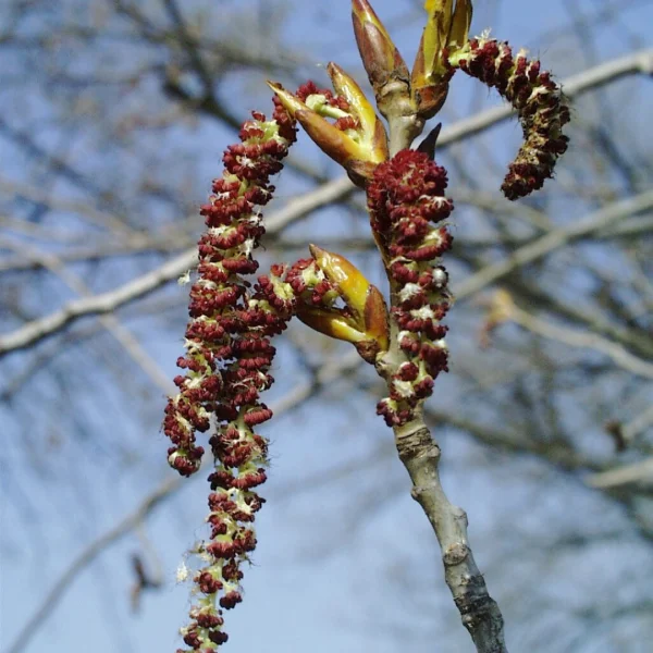 Populus ×canadensis 'Ellert' – Canada-populier (cv)