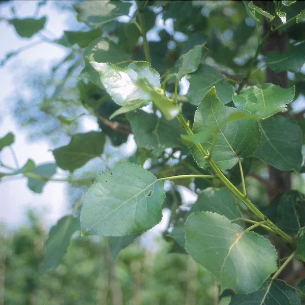 Populus ×canadensis 'Hees' – Canada-populier (cv)