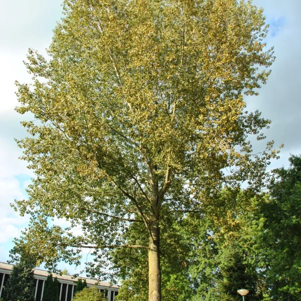 Populus ×canadensis 'Marilandica' – Canada-populier (cv)