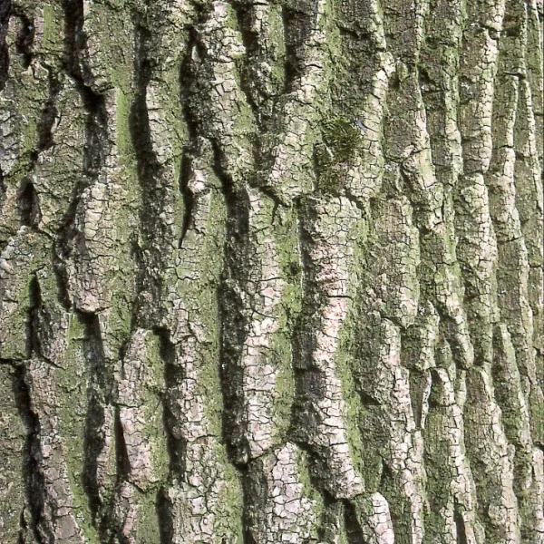 Populus ×canadensis 'Spijk' – Canada-populier (cv)