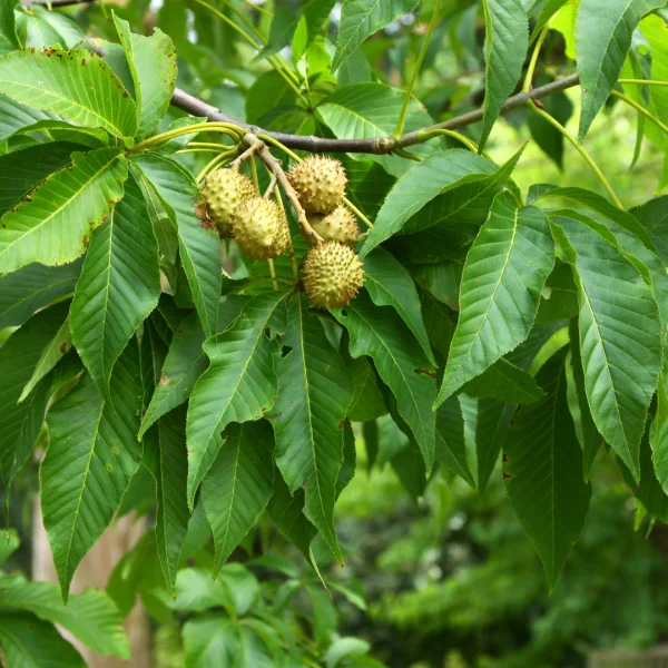 Aesculus glabra – Gladde pavia