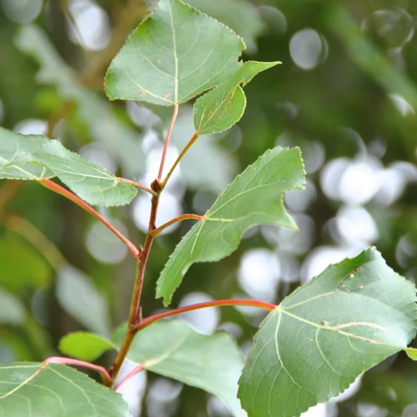 Populus nigra – Europese zwarte populier