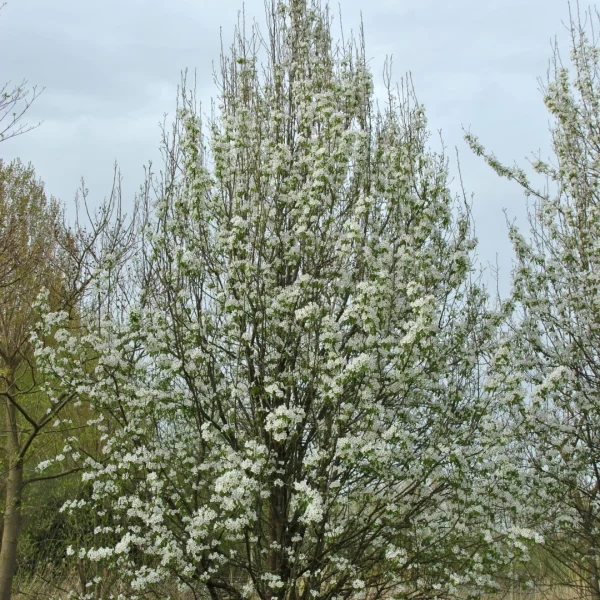 Pyrus communis subsp. caucasica – Peer (cv)