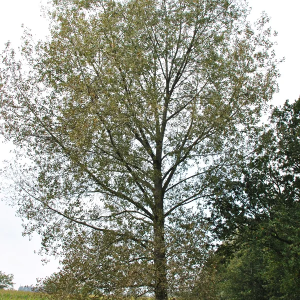 Populus nigra 'Wolterson' – Europese zwarte populier (cv)