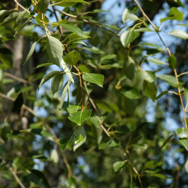 Populus simonii – Chinese balsempopulier