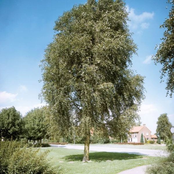 Populus simonii 'Fastigiata' – Zuilvormige Chinese balsempopulier