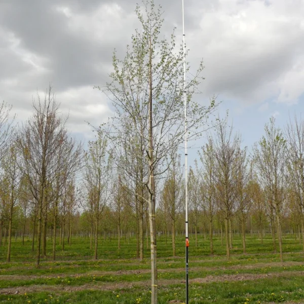 Populus tremuloides – Amerikaanse ratelpopulier
