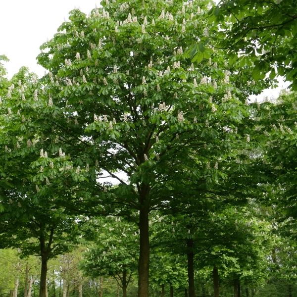 Aesculus hippocastanum – Witte paardenkastanje