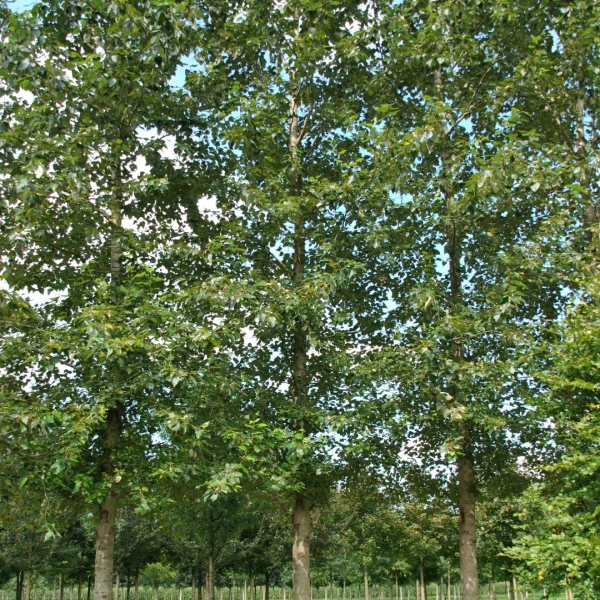 Populus trichocarpa 'Columbia River' – Witte balsempopulier (cv)