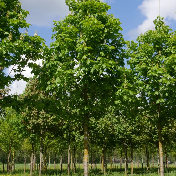Aesculus hippocastanum 'Baumannii' – Dubbelbloemige paardenkastanje