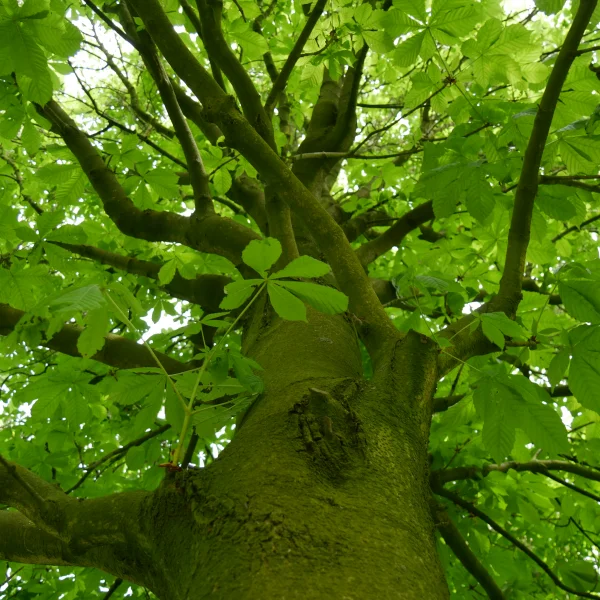 Aesculus hippocastanum 'Pyramidalis' – Zuilvormige paardenkastanje