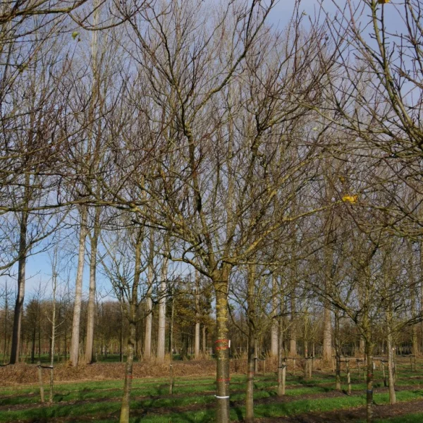 Prunus armeniaca 'Tros Oranje' – Abrikoos