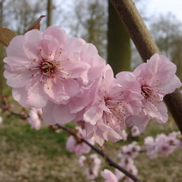 Prunus ×blireana – Sierkers 