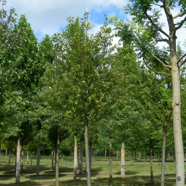 Prunus domestica 'Ste Catherine' – Pruim (cv)