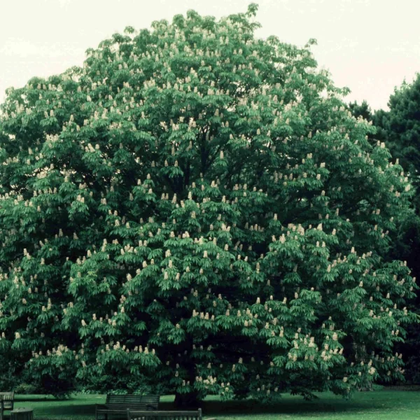 Aesculus indica – Indische paardenkastanje