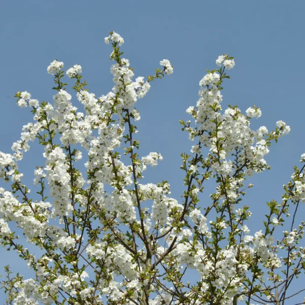 Prunus ×gondouinii 'Schnee' – Sierkers (cv)